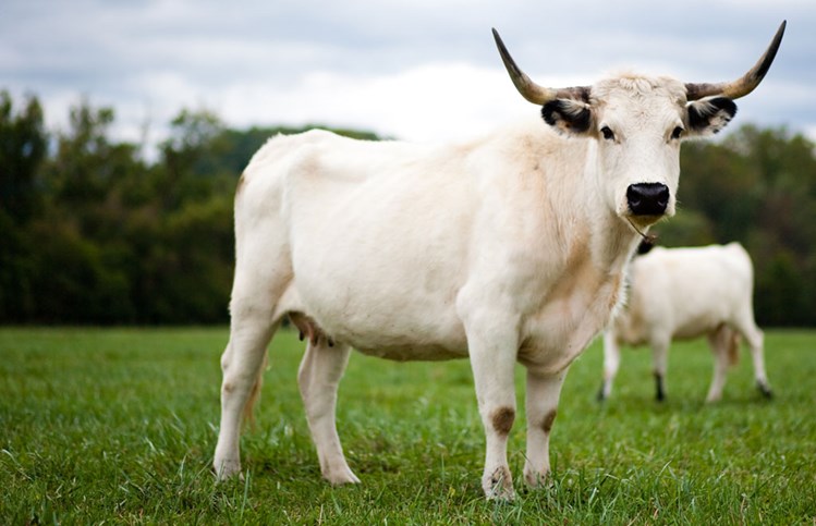 scientific-cattle-rearing-can-change-the-life-style