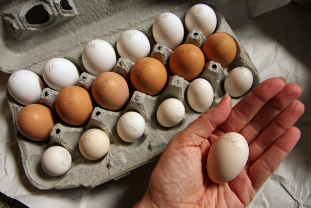 Letting Hens Hatch Eggs