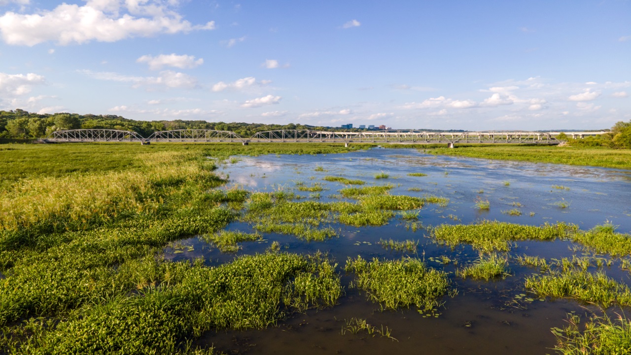 Wetlands, covering only 6 percent of the Earth’s land surface, are home to 40 percent of all plant and animal species. (Picture Courtesy: Pexels)