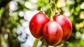 Tamarillo: A Profitable Fruit for Hill Farmers with Health Benefits and Growth Potential