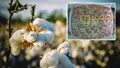 ICAR-CICR Develops AI-Powered Smart Traps to Combat Pink Bollworm Infestations in Cotton