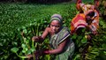 Small and Marginal Farmers: Challenges and Solutions for a Thriving Agricultural Future