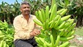 Gujarat Farmer Earns 50-60 Lakhs Annually through Hi-Tech Banana Cultivation and Tissue Culture Technology