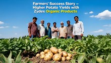 Zydex’s Organic Solution Has Become Farmers’ First Choice for Potato Farming, Improving Yields and Soil Health