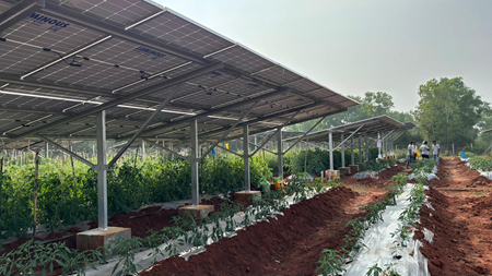 The Promise of FPO-led Agrivoltaics for India’s Rural Economy