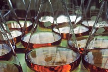 Thymalin: Immunological Signaling and Genetic Regulation Studies