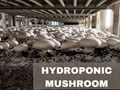 How to Grow Hydroponic Mushrooms: Setup, Temperature, and Other Requirements