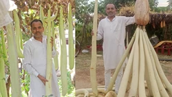 Madhya Pradesh Farmer Grows 7-Foot-Long Bottle Gourd, Earns Rs 30 Lakh Annually