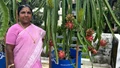 This Kerala Woman Achieves 3 Harvests of 1,500 Dragon Fruits Per Season with Soil-less Cultivation, Earns 1.5 lakh/Month