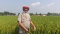 67-Year-Old Punjab Farmer Revives Barren Land, Earns Rs 7 Lakh Profit Annually from Diverse Crops and Dairy