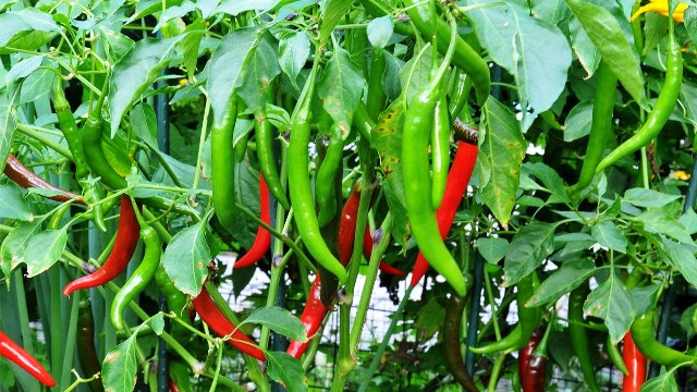 How to grow Chillies?