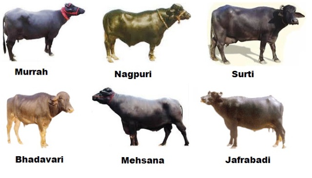 important-breeds-of-indian-buffaloes-and-their-characteristics