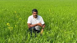 Haryana Farmer Boosts Profits with Sustainable Wheat Farming, Yielding Up to 17 Quintals Per Acre