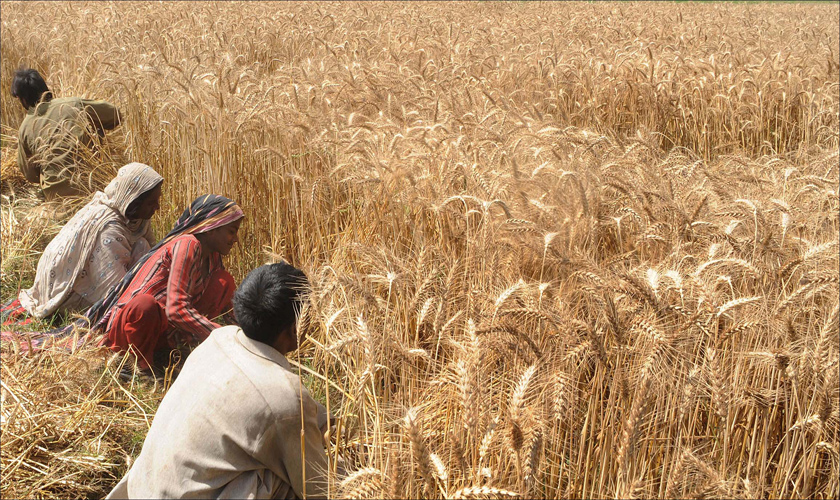 How To Grow Wheat?