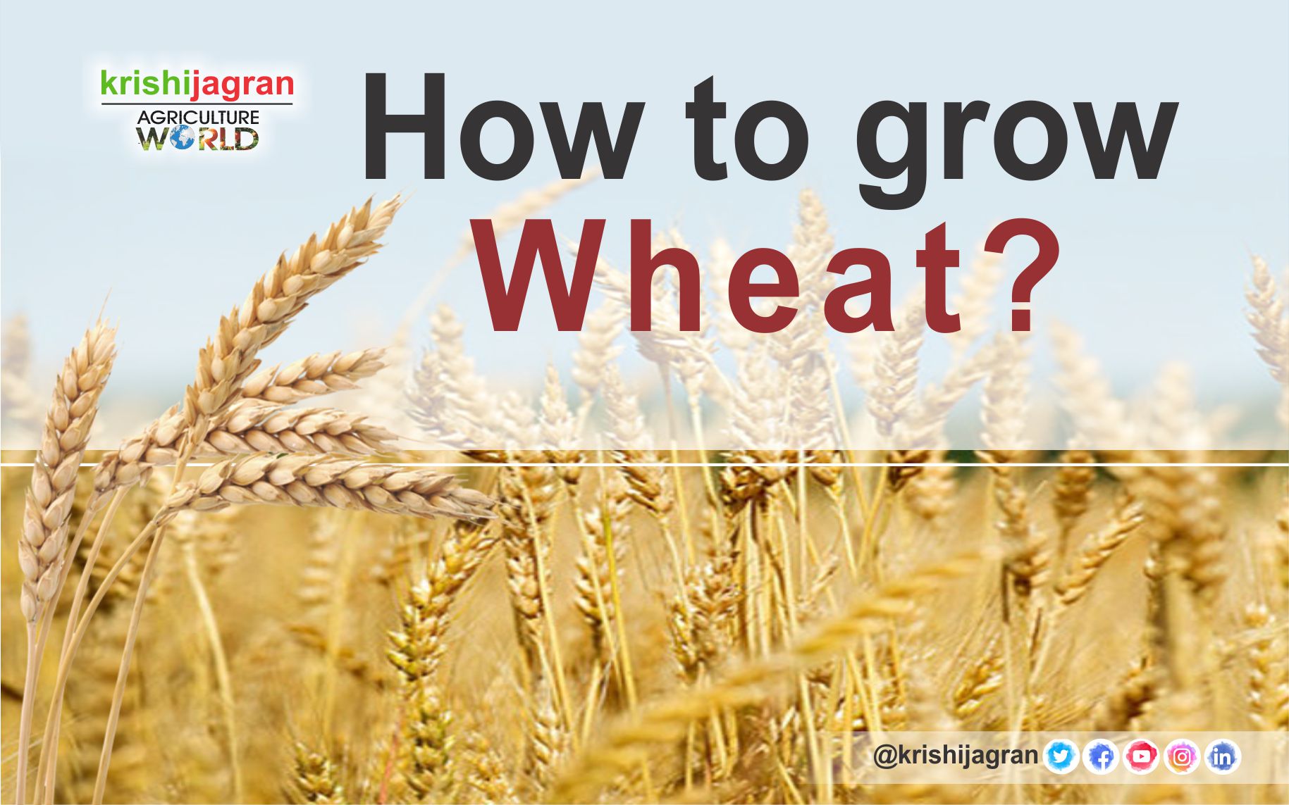 how-to-grow-wheat