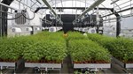 ICRISAT to Operate as CGIAR’s Breeding Resources Hub for South Asia, Accelerating Regional Crop Improvement