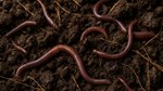 FAO Launches Global Soil Biodiversity Observatory to Protect Life below Ground