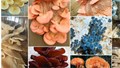 Rainbow Mushroom: Grow Nutrient-Rich, Premium Mushrooms with Ease and Boost Your Income