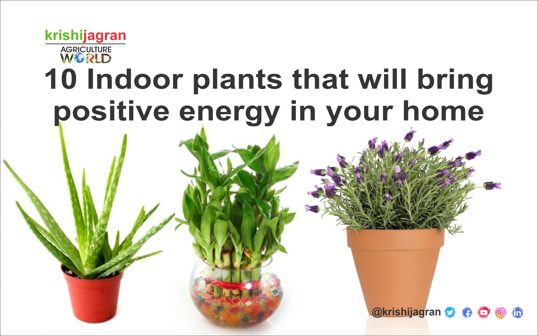 10 Indoor Plants That Will Bring Positive Energy In Your Home