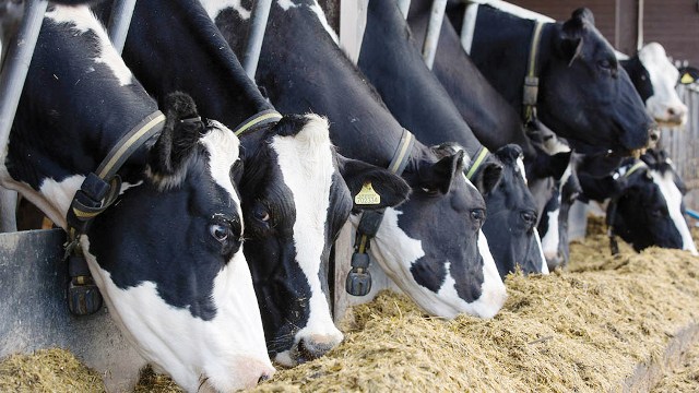 how-to-make-nutritious-silage-for-your-cattle