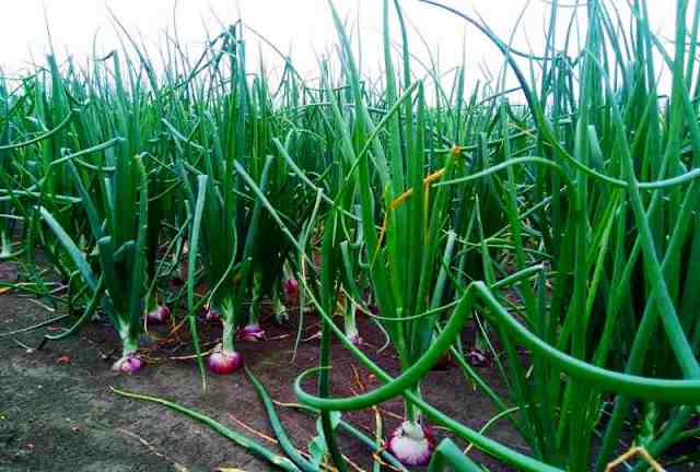 Onion Farming in India