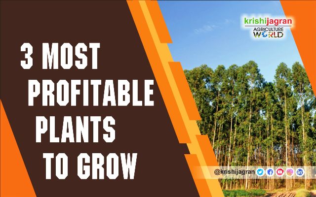 3-most-profitable-plants-to-grow