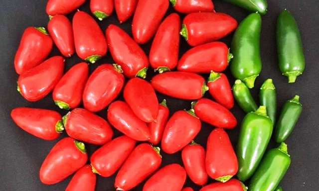 Scientists cook up plan for spicy tomatoes