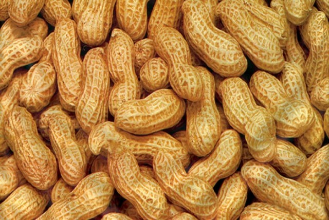 Two Groundnut Varieties with 80% Oleic Acid Content Will Soon Be ...