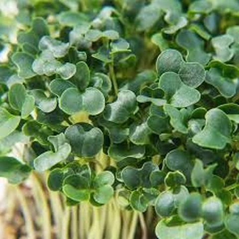 What Are Microgreens And Their Potential Health Benefits