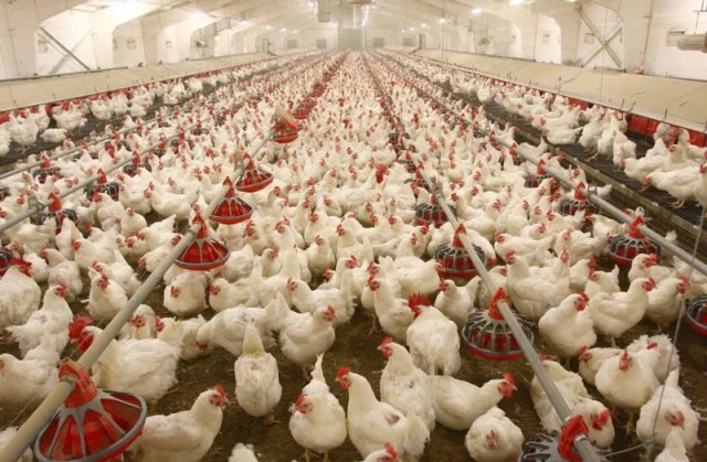 Benefits Latest Method Marketing Of Poultry Farming Business