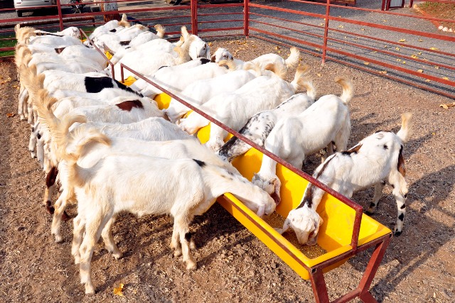 want-to-become-a-successful-goat-farmer-here-are-the-excellent-tips