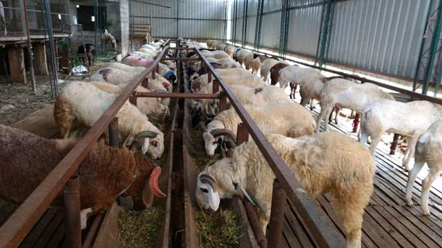 What are the Advantages & Modern Methods of Sheep Farming Business