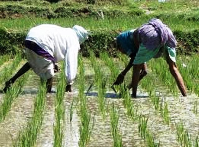 How To Do Rice Cultivation In Lowland Areas 7300