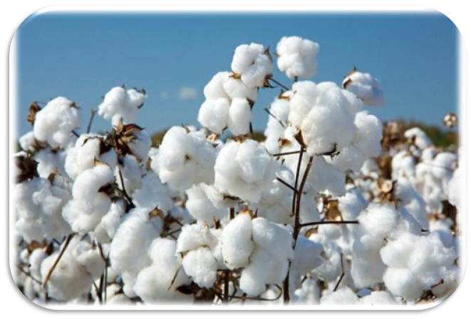 1012 Higher Cotton Production this time
