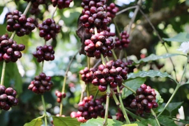 Kodagu Land Of Coffee - robusta meaning in hindi