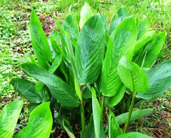 Arrowroot : A Multipurpose Crop