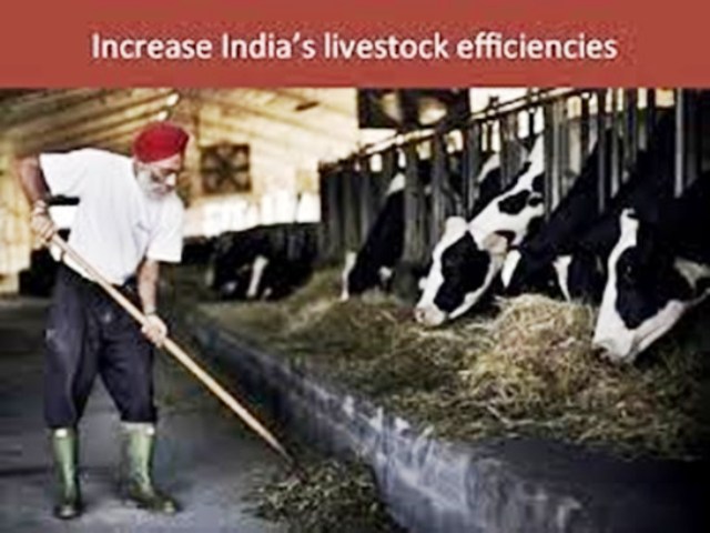 Small and medium sized farmers produce high amounts of milk in India - చిన్న సన్నకారు రైతుల ఆశాకిరణం - పాల ఉత్పత్తి