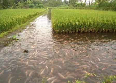 Guide For Rice Cum Fish Farming - 