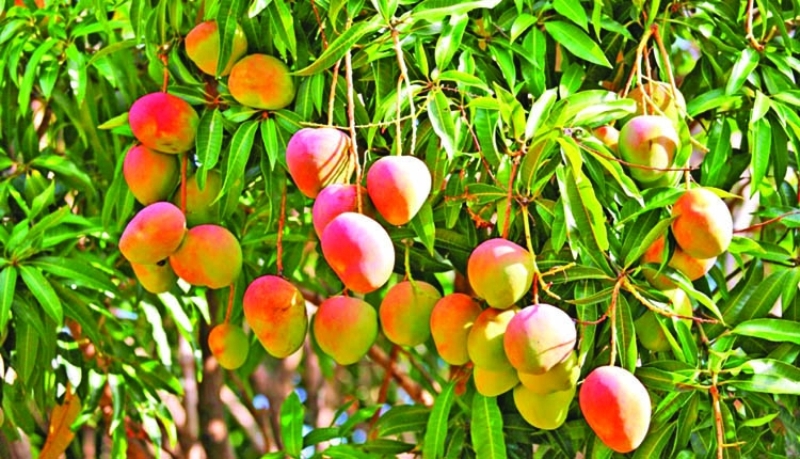 Advanced Profitable Mango Farming Techniques; Best Climate, Soil, Land ...