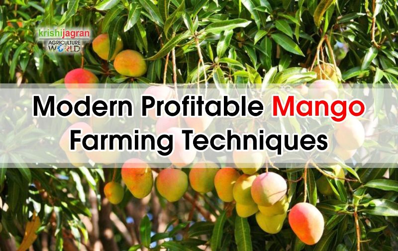 Advanced Profitable Mango Farming Techniques; Best Climate, Soil, Land