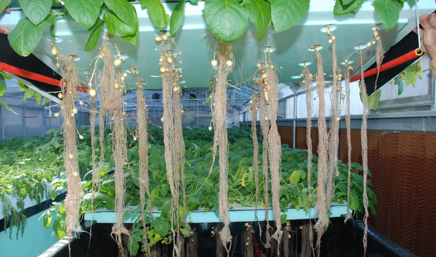 Aeroponics for Potato Seed (Mini-Tuber) Production