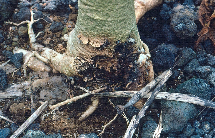 Management of Papaya Stem rot / Foot rot