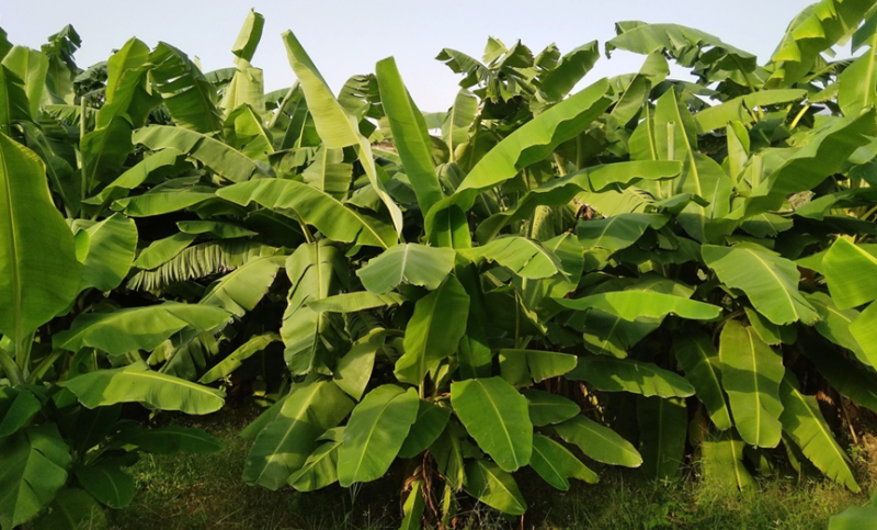 Banana Farming For Enhancing Income And Sustaining Livelihoods