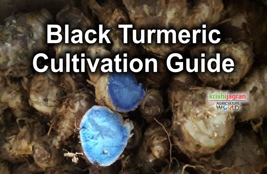 How to Cultivate Black Turmeric (Kali Haldi); know its Incredible Medical Properties