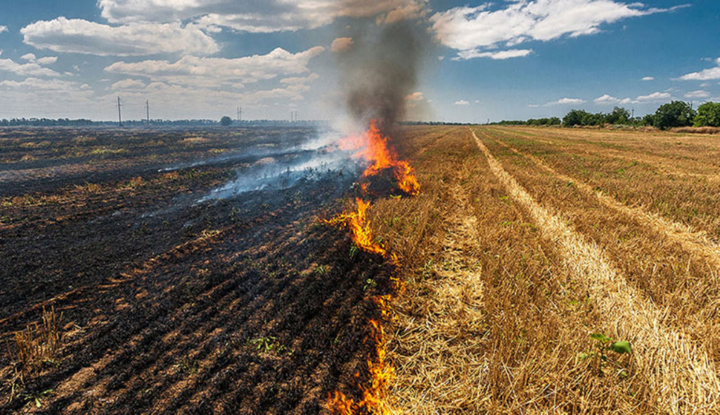 Crop Residue Burning: Cause, Effect and Management