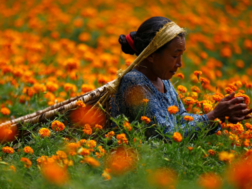 The Unknown Benefits And Uses Of Marigold Flower Know When And How To Use It Greenstories