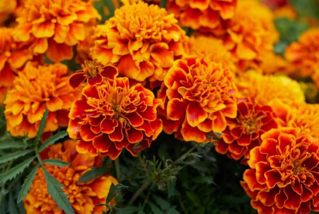 The Unknown Benefits And Uses Of Marigold Flower Know When And How To Use It Greenstories