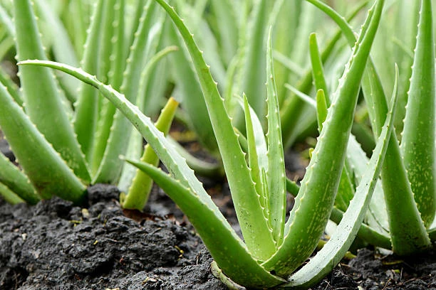 Guide For Aloe Vera Farming