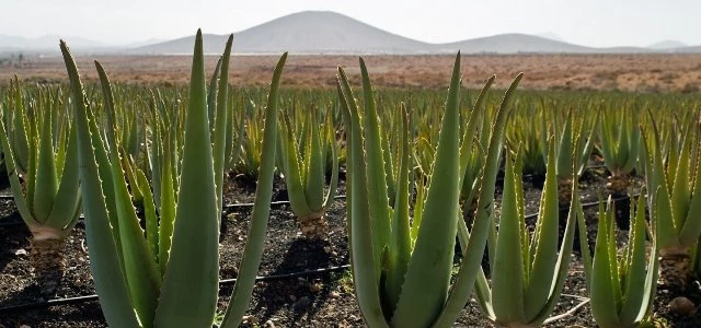 Guide For Aloe Vera Farming