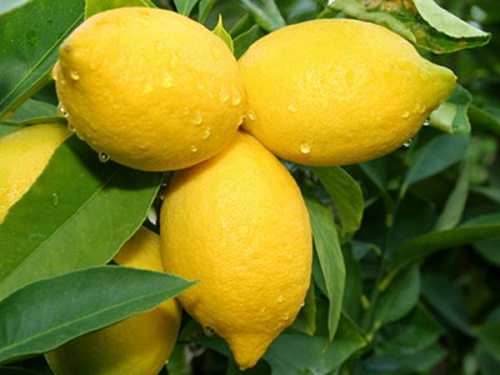 Image result for lemon fruit